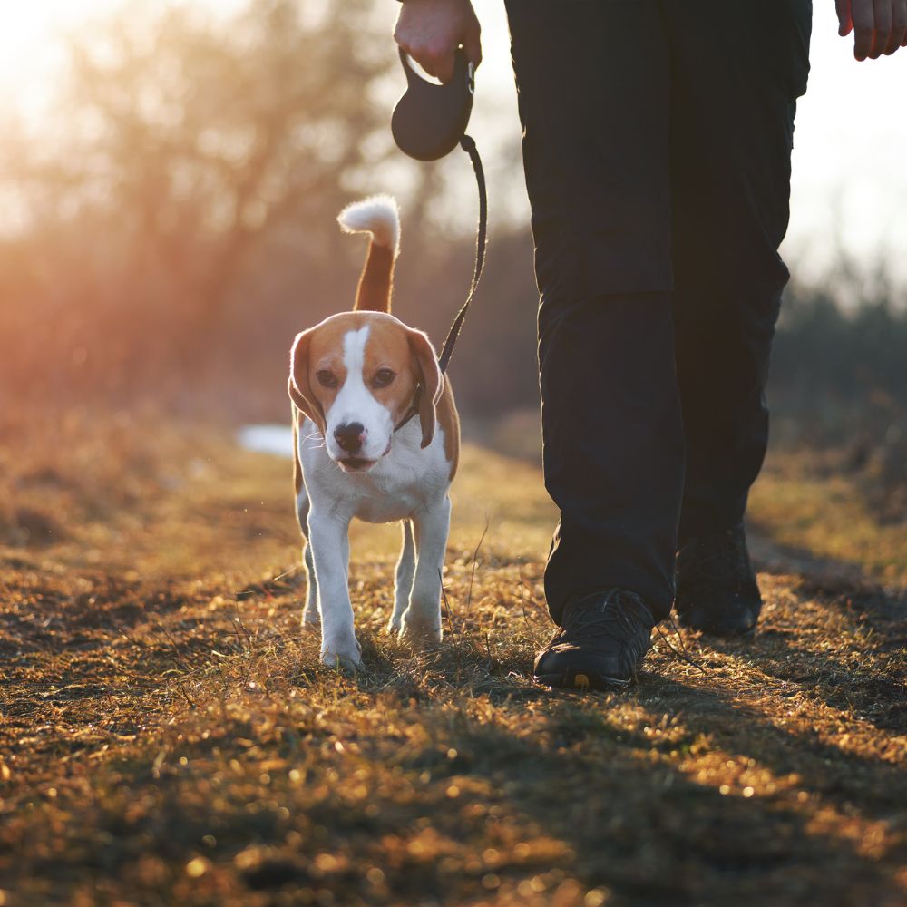 Man walking a dog through a peaceful, sunlit trail.
